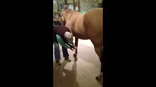 Squirt the horse