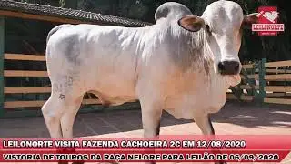 Visita da Leilonorte à Fazenda Cachoeira 2C para Vistoria de Touros Nelores