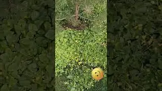 польові квіти