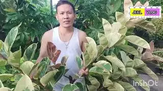 CUTTING TREE-LIKE FICUS BONSAI TINEKE | PROPAGATING RUBBER TINEKE