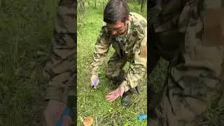 Судак большой