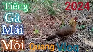 Tiếng Gà Mái Mồi | Gọi Trống | Siêu Phẩm | Quang Vlog 2024