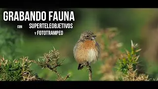 Grabando Fauna con Superteleobjetivos y Cámaras de Fototrampeo | La importancia del sonido