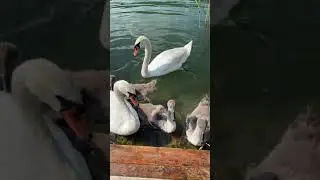 Погладил птенца лебедя!  4K. 