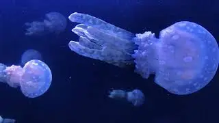 081417 Meditation