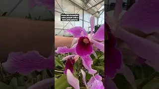 Horticulturist Justin shows off the Laelia collection. 