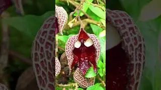 The Darth Veda plant