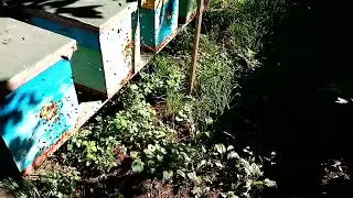 Работа Карники на подсолнухе
