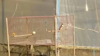 CB Bố già tắm nắng sáng.