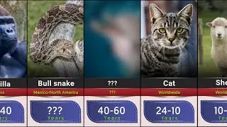 Lifespan Comparison: The Shortest and Longest Lifespans of Animals