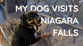Curious Rottweiler visits Niagara Falls for the first time