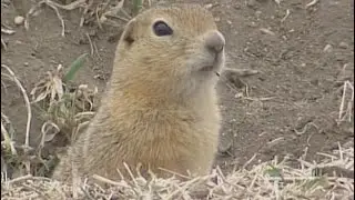 We saw a gofer under my dads van!