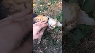СТЕРИЛИЗОВАЛИ УЛИЧНУЮ КОШКУ