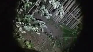 live uji nyali bocah smp di hutan rimba