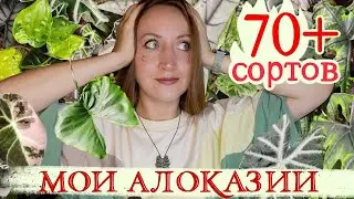 Мои АЛОКАЗИИ: больше 70 сортов