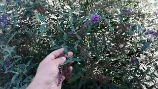 Будлея Давида - нежная капризуля или стойкая  красавица??