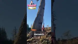 Странное дерево 🩸🌲