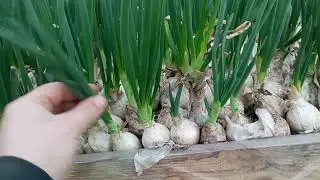 Stardust from non-original seeds. What's the difference when forcing?
