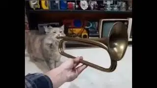 (FREE FOR PROFIT) CAT TRUMPET MEME TYPE BEAT