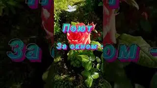 Для тебя! #длятебя #люблю #открытка #shortsvideo# love #музыкальноепожелание