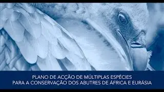 A crise dos abutres africanos: Causas, consequências e soluções (versão em português)