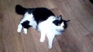 Смешной котик. Танцующий кот. Funny cat. Dancing Cat.