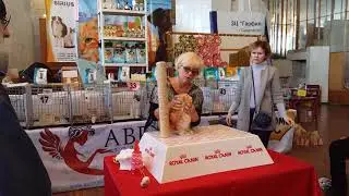 WCF Cat Show (23-24 February, 2019)