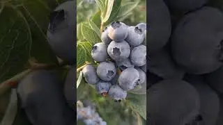 ТРУДНО. Потому что ягоды МНОГО!!!!