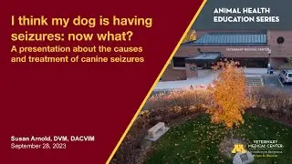 I think my dog is having seizures: now what?
