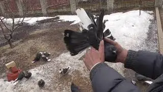 Донецкие голуби. Вячеслав   т. 0714197330.