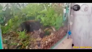 Нерест золотистого коридораса
