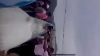 Шумлелик.Свадьба Шахбана и Эльмиры