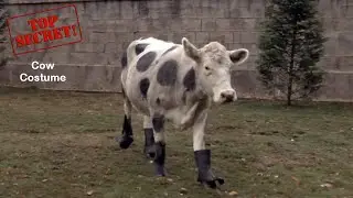 The Cow Disguise | Top Secret
