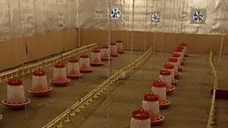 Бройлер Несушка Индюк Автопоение и автокормление на любое поголовье Подскажу как грамотно разводить👇