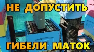 Не допустить гибели маток.