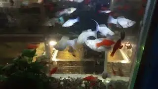 Моллинезия Снежинка!!! Самка или Самец?!! ч.3
