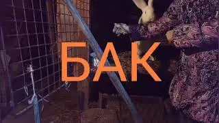 Дрессированный Кролик Выполняет Команды. Все команды, которые знает мой кролик.