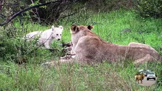 A White Lion Is Born | Casper The White Lion Early Days