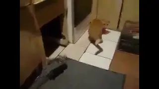 فار جرئ