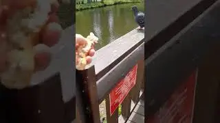 В мире животных на минималках