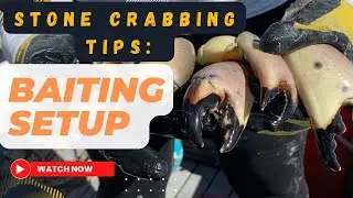 Stone Crab Baiting Tip