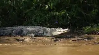 Explore the Kinabatangan River with Sticky Rice Travel