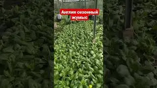 Англия сезонная работа. маусымдык жумыс