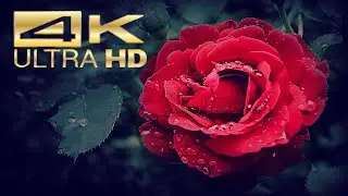 17.Beautiful flowers blooming amazing scenes and relax sleep,deep sleep,relaxing music,stress relief
