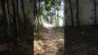 Orang coli