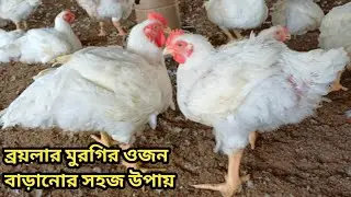 গরমে মুরগির পরিচর্যা । সঠিক নিয়মে ব্রয়লার মুরগী পালন পদ্ধতি