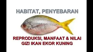 Penjelasan Lengkap Ikan Ekor Kuning (Caesio Erythrogaster) habitat, penyebaran, manfaat & Gizi