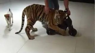 Enzo the tiger riding motorbike