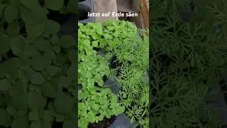 Dill & Basilikum selbst anbauen #heilpflanzen