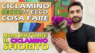 CICLAMINO SECCO?? ECCO COSA FARE |NON BUTTARE IL CICLAMINO SECCO|